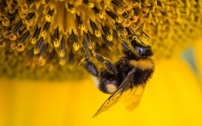 BUZZZ Pollen Extract Helps Menopause